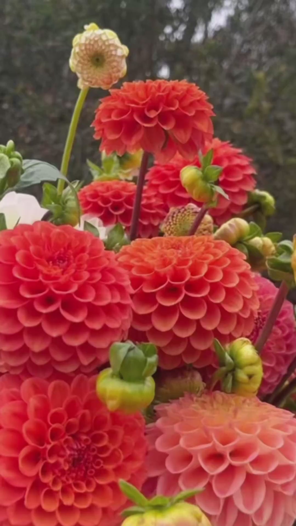 Dahlia Delivery Orange County(Monday)