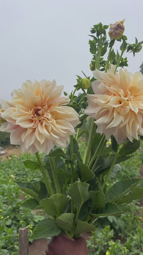 Dahlia Delivery Los Angeles(Thursday)