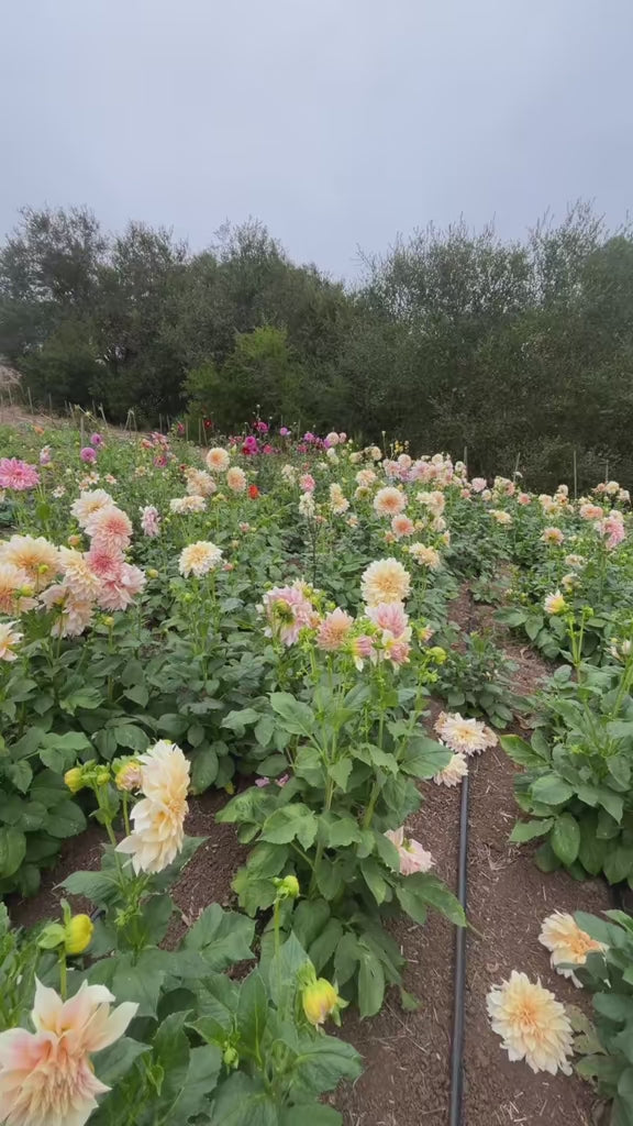 Dahlia Delivery Los Angeles(Thursday)